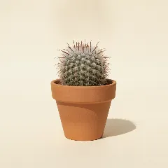 Mammillaria matudae
