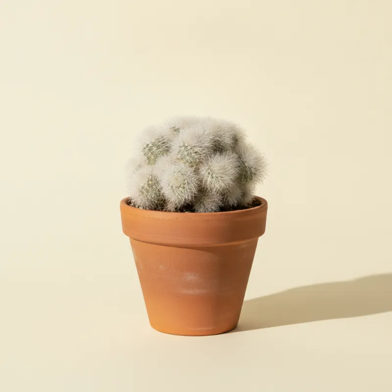 Mammillaria plumosa (illustratie)
