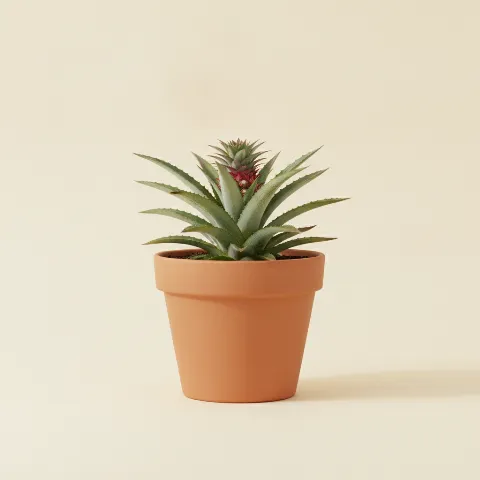 Sierananas