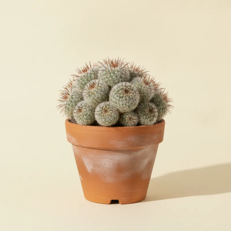 Mammillaria spinosissima (illustratie)