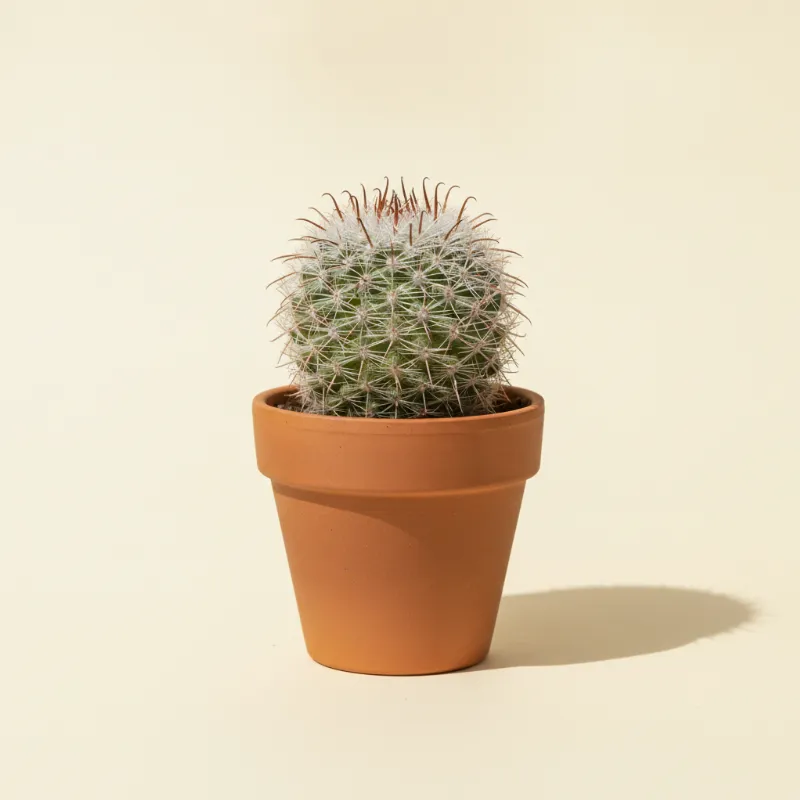 Mammillaria vetula (illustratie)