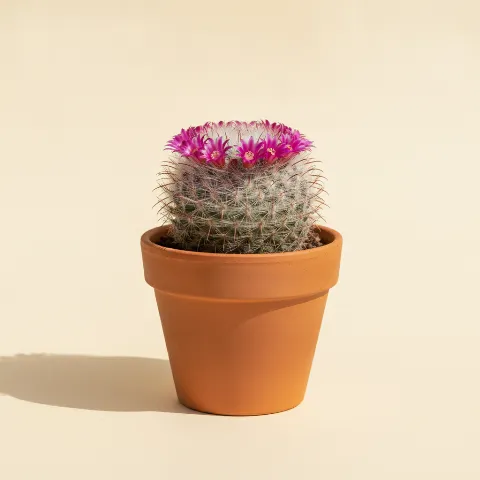 Mammillaria zeilmanniana