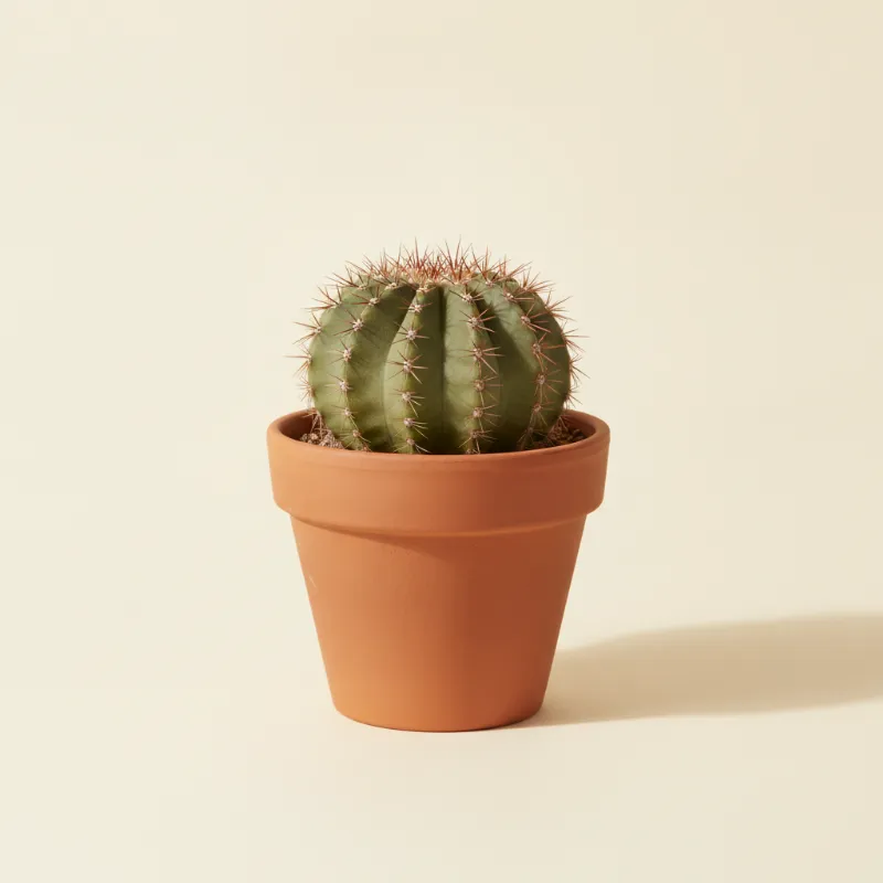 Matucana madisoniorum (illustratie)