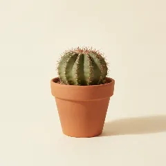 Matucana madisoniorum