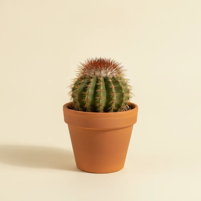 Melocactus matanzanus