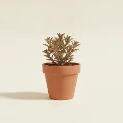 Monadenium ritchiei