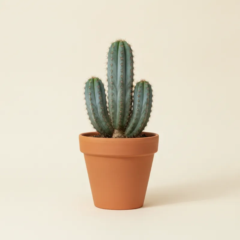Myrtillocactus geometrizans (illustratie)