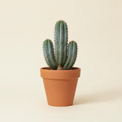 Myrtillocactus geometrizans