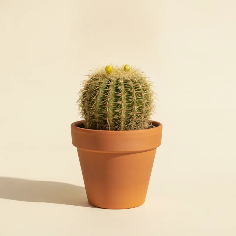 Notocactus magnificus (illustratie)