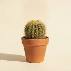 Notocactus magnificus