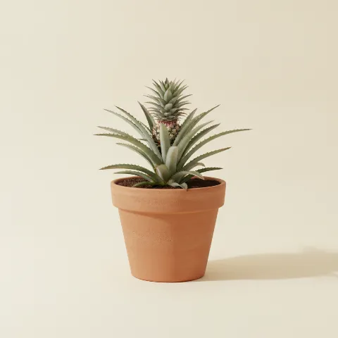 Sierananas