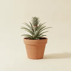 Sierananas
