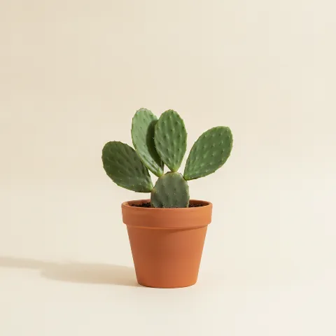 Vijgcactus