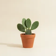 Vijgcactus
