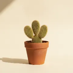 Opuntia microdasys