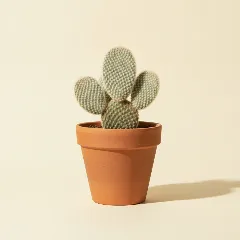 Opuntia microdasys 'Albispina'