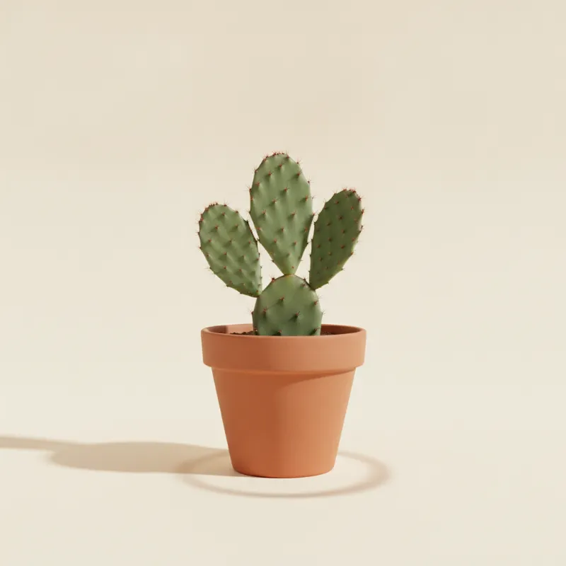 Opuntia monacantha (illustratie)