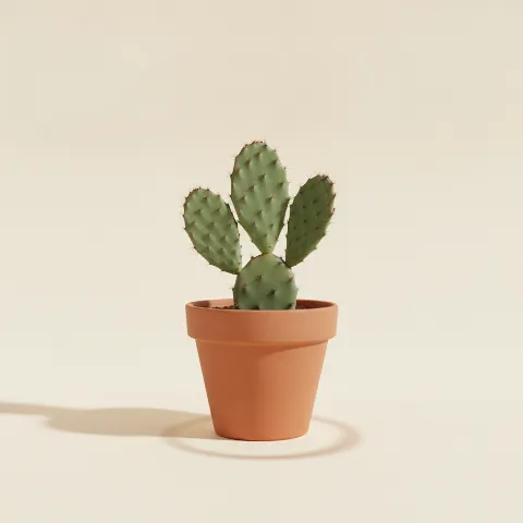 Opuntia monacantha