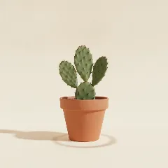 Opuntia monacantha