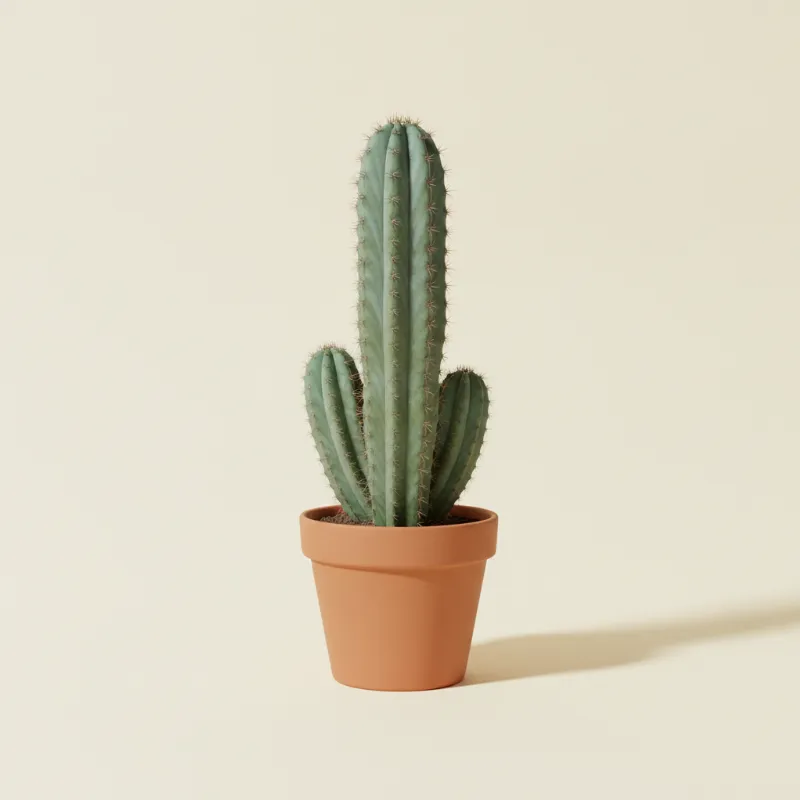 Pachycereus pringlei