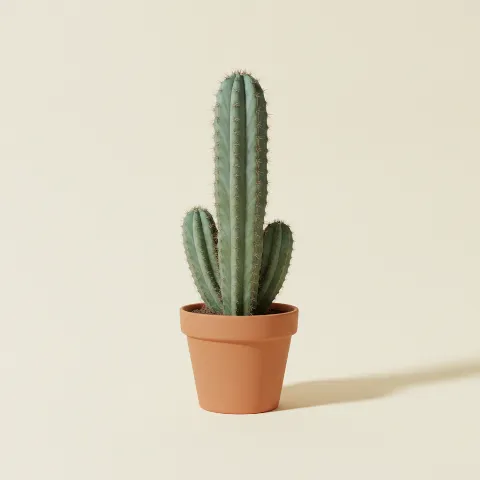 Pachycereus pringlei