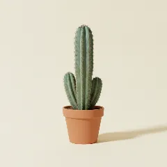Pachycereus pringlei