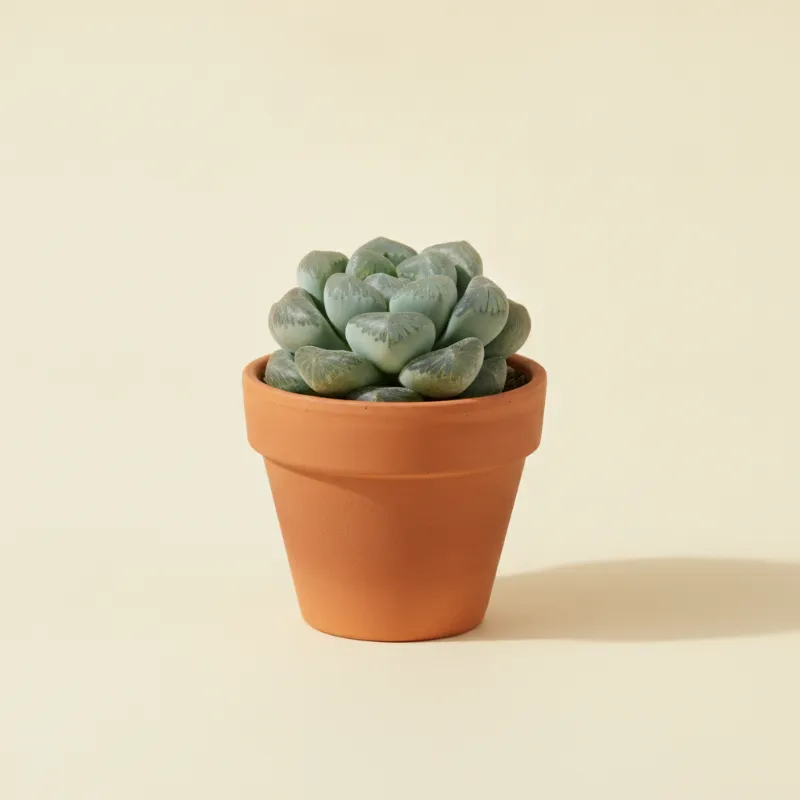 Pachyphytum compactum (illustratie)