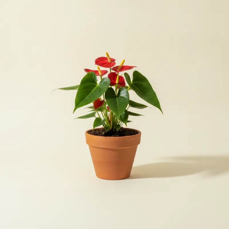 Flamingoplant — Anthurium andreanum (illustratie)