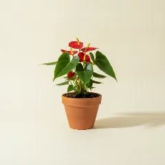 Flamingoplant