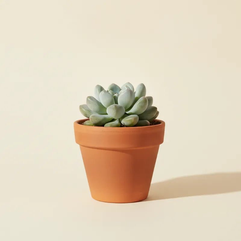 Pachyphytum oviferum (illustratie)