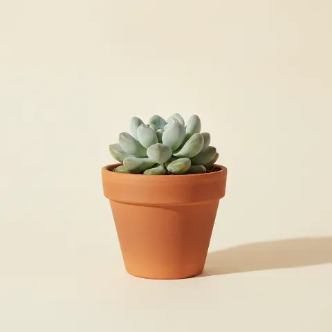 Pachyphytum oviferum