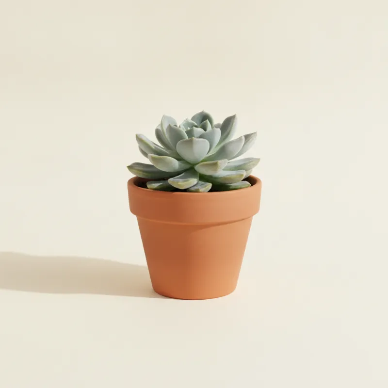 Pachyveria 'Glauca' (illustratie)