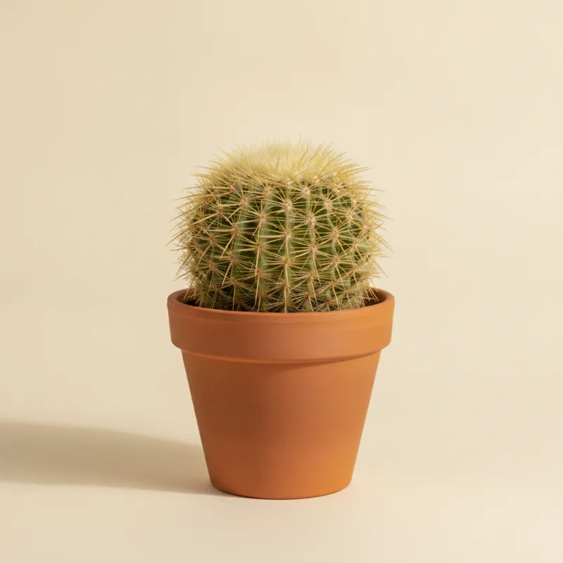 Parodia magnifica (illustratie)