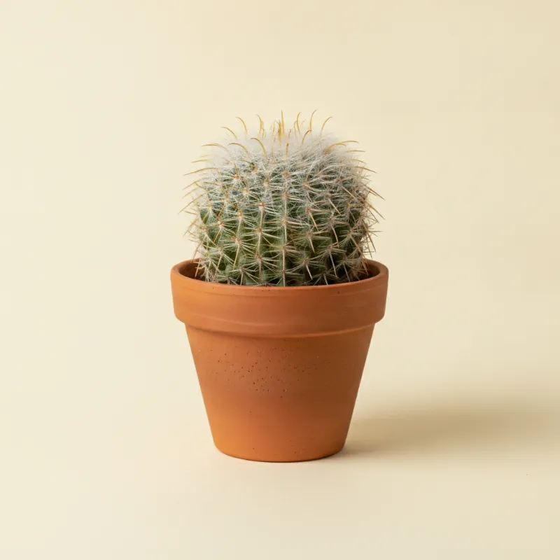 Parodia scopa (illustratie)