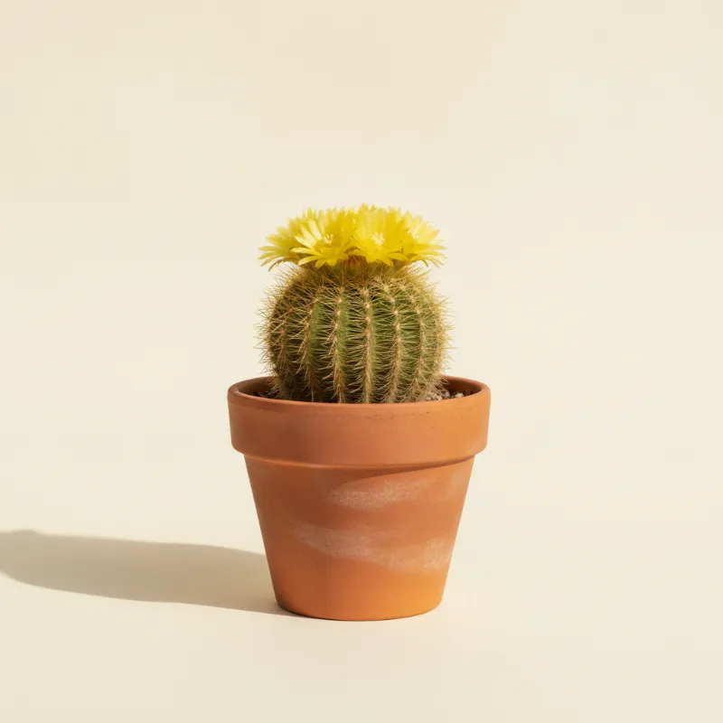 Parodia warasii (illustratie)
