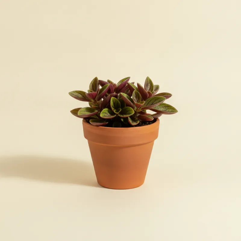 Peperomia — Peperomia graveolens (illustratie)