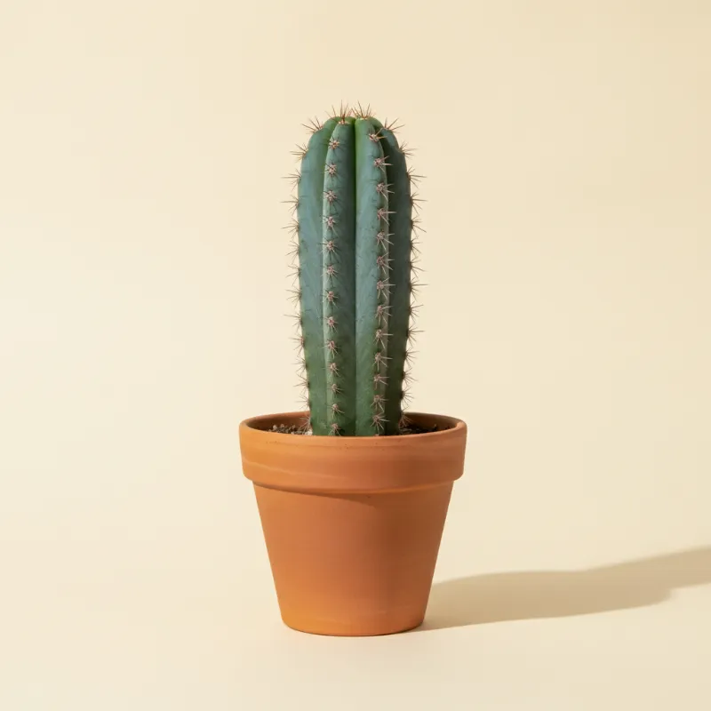 Pilosocereus azureus