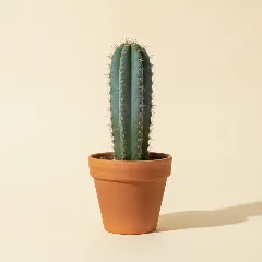 Pilosocereus azureus