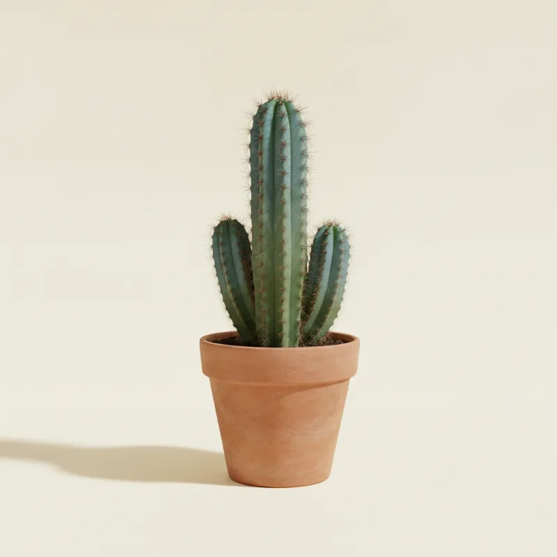 Pilosocereus pachycladus (illustratie)
