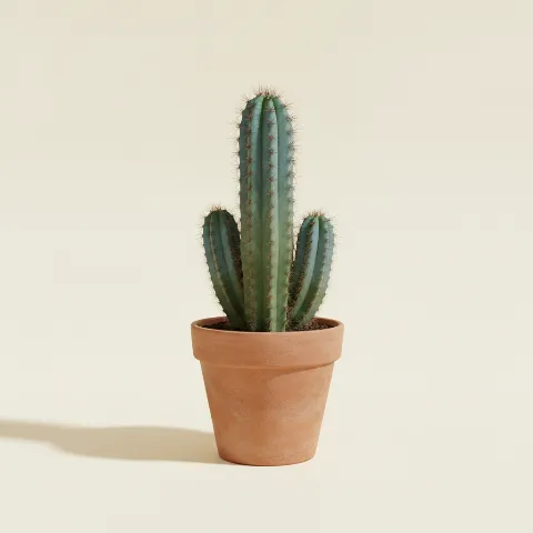Pilosocereus pachycladus