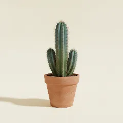 Pilosocereus pachycladus