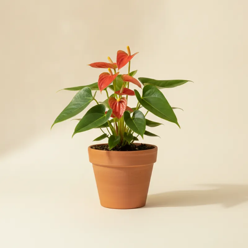 Flamingoplant — Anthurium scherzerianum (illustratie)
