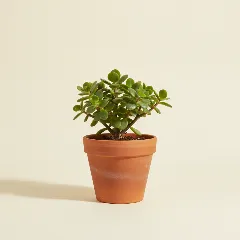 Spekboom