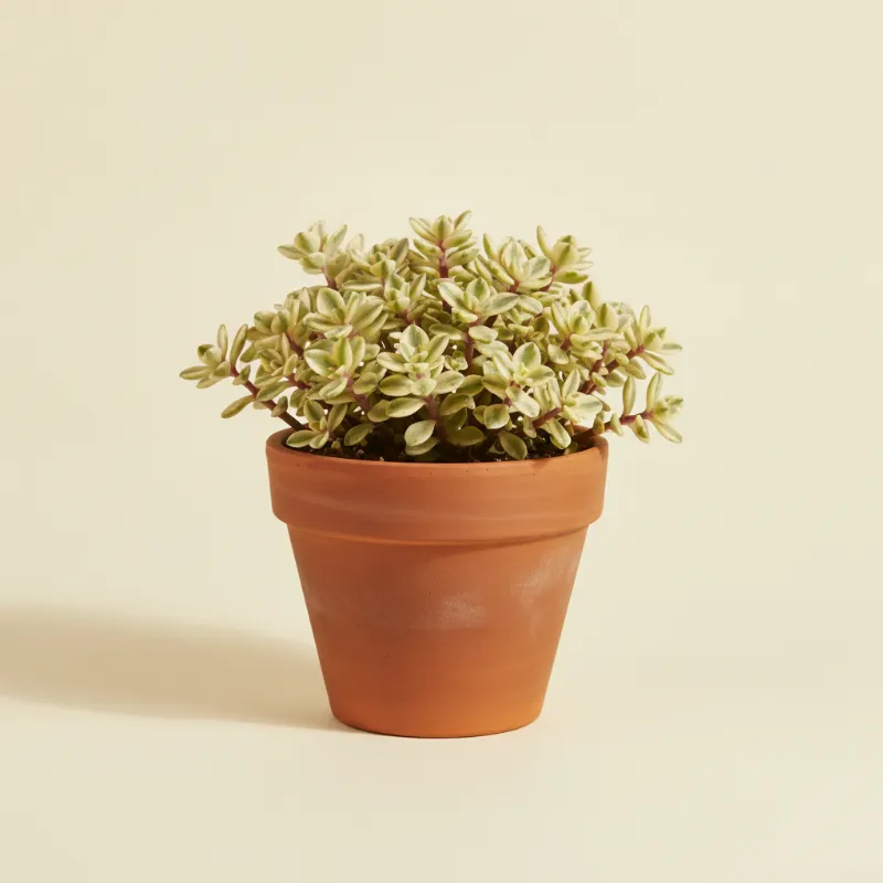 Spekboom — Portulacaria afra 'Variegata' (illustratie)