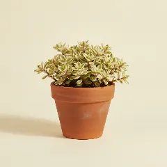 Spekboom