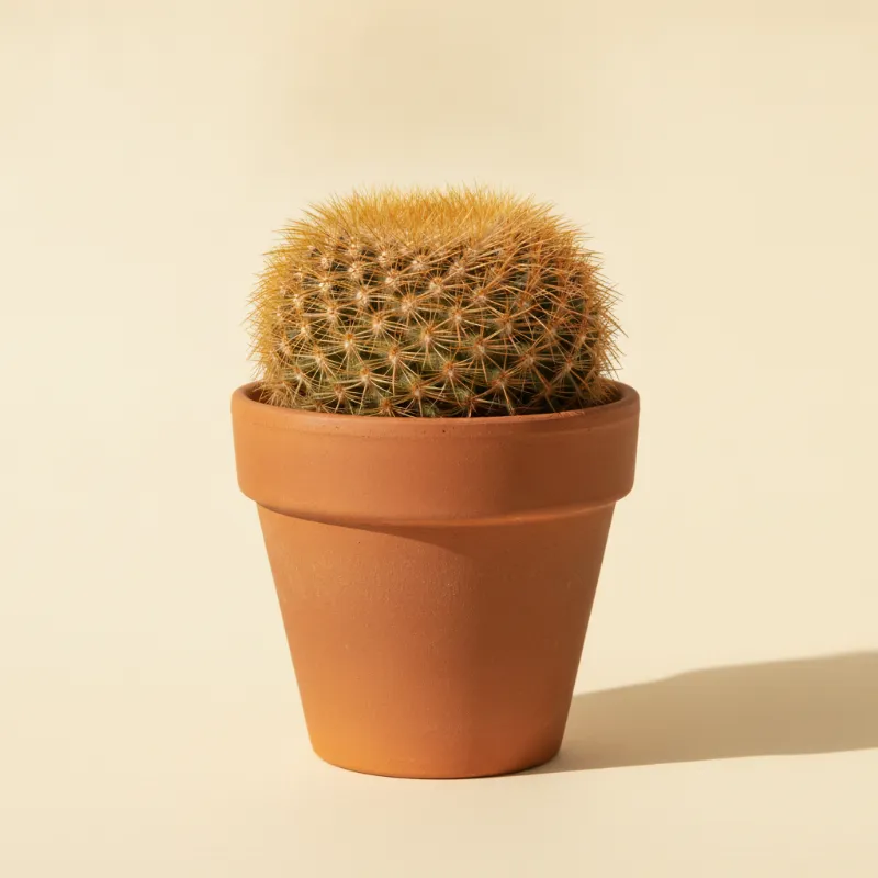 Rebutia heliosa (illustratie)