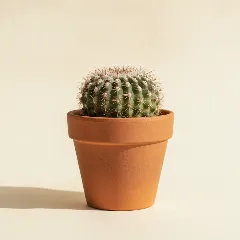 Rebutia minuscula
