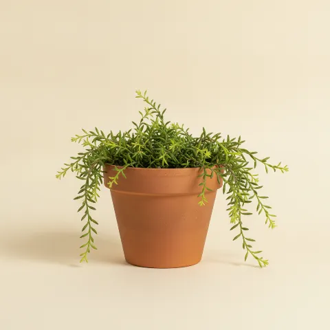 Koraalcactus