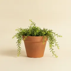 Koraalcactus