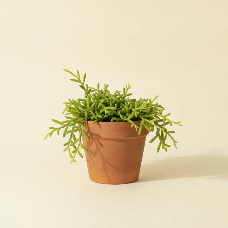 Koraalcactus — Rhipsalis clavata (illustratie)